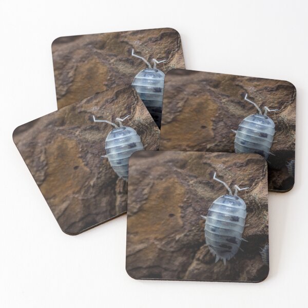 Item preview, Porcellio laevis 'Dairy Cow' designed and sold by Helena1.