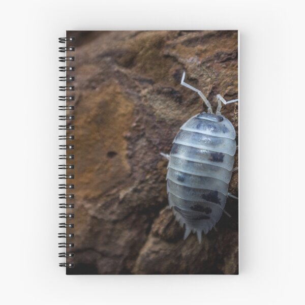 Item preview, Porcellio laevis 'Dairy Cow' designed and sold by Helena1.