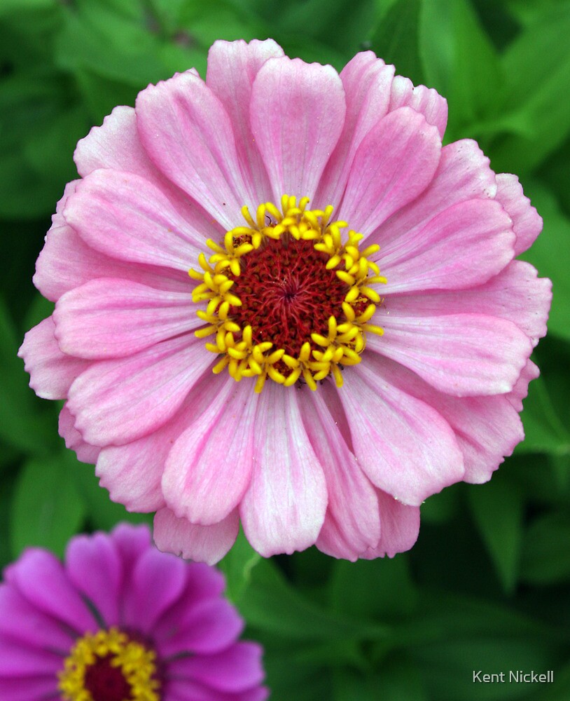 “Pink Zinnia” by Kent Nickell | Redbubble