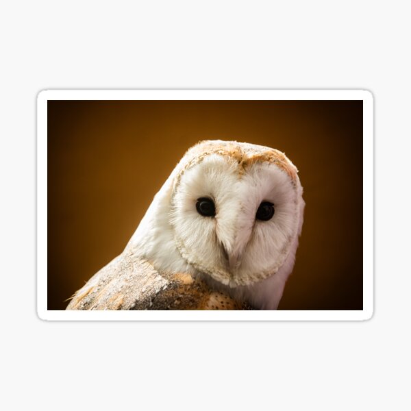 Barn Owl Sticker