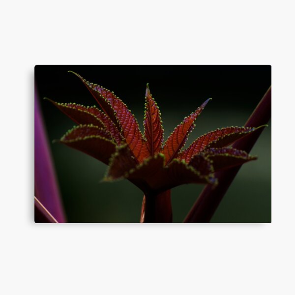 Delicate leaf (from my summer house) Canvas Print