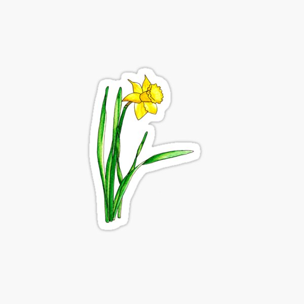 Watercolour Daffodil Spring Flower Sticker