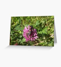 Burnet moth. Greeting Card