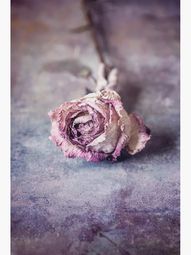 Faded Rose Art Print for Sale by Maria Heyens