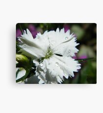 Diamond Dianthus Leinwanddruck
