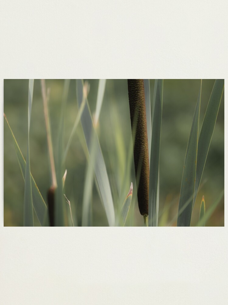 Alternate view of Cattails Photographic Print