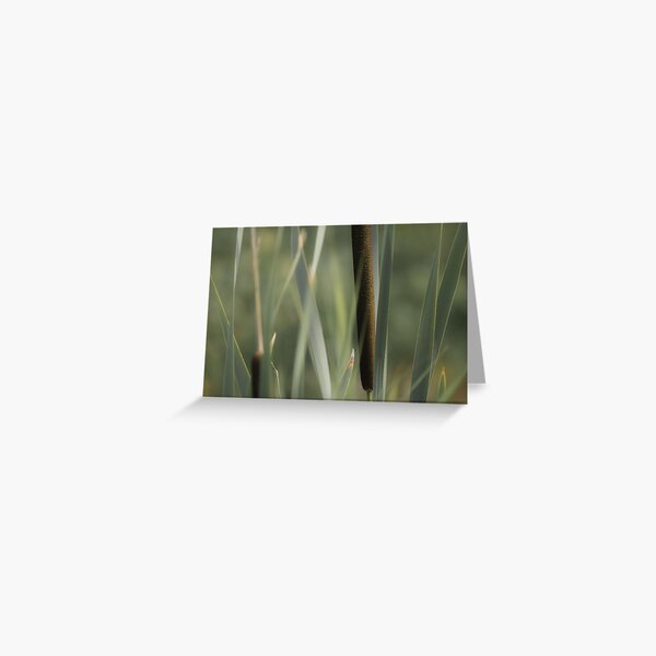 Cattails Greeting Card