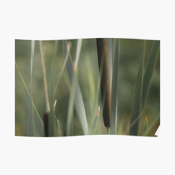 Cattails Poster