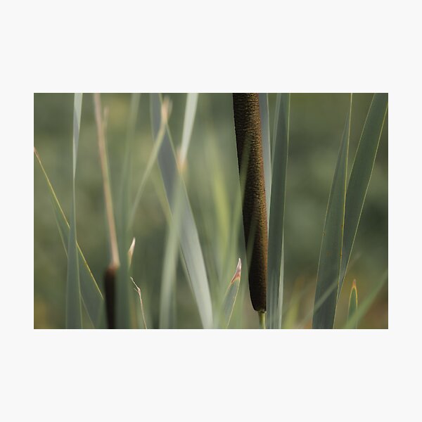 Cattails Photographic Print