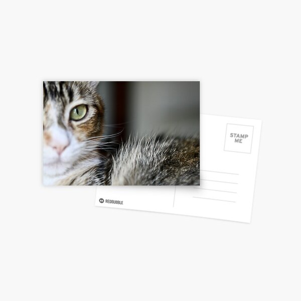 Eye See You Postcard