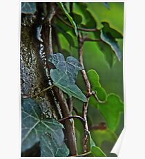 Poison Ivy Poster