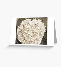 Textured Hydrangea Greeting Card