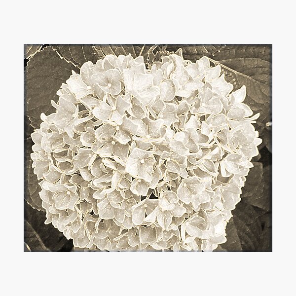 Item preview, Textured Hydrangea designed and sold by Carolyn Ricks.