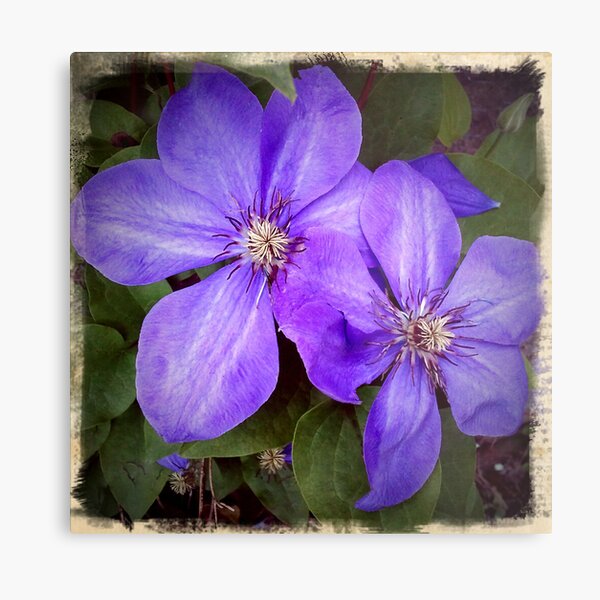 Clematis Metal Print