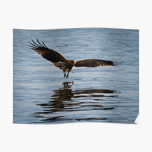 Eagle swooping Poster