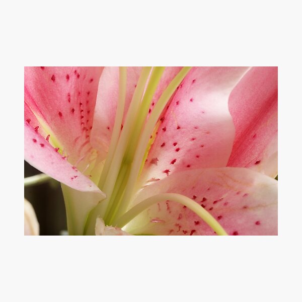 Item preview, oriental lily designed and sold by lensbaby.