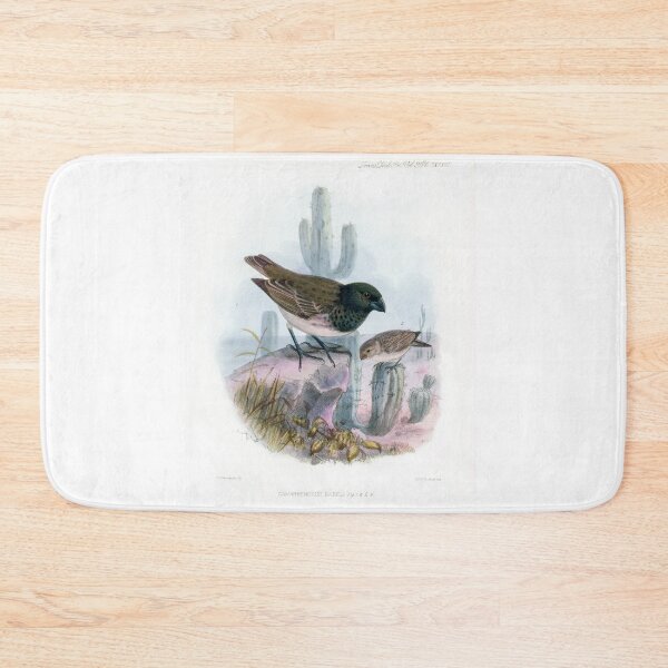 Item preview, Camarhynchus Habeli - large tree finch Bird Print designed and sold by simpson92.