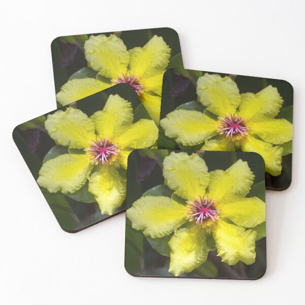 Item preview, Flower of Dilenia alata (Red Beech) tree. designed and sold by Connie Pinson.