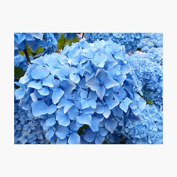 Pale Blue Flowers Hydrangea Photo Photographic Print