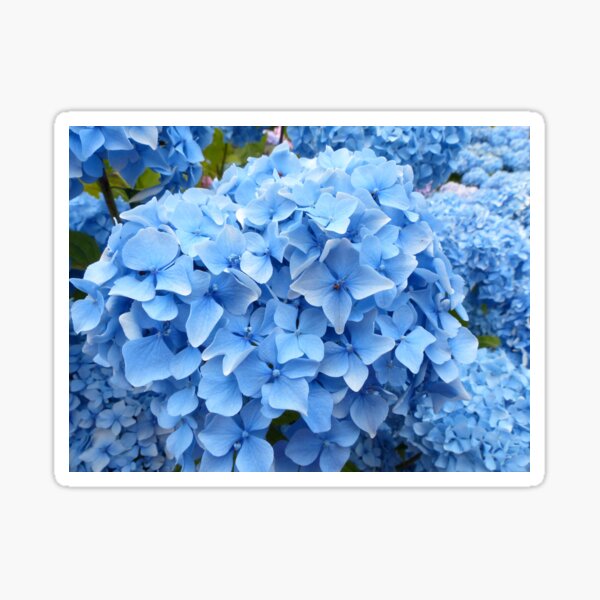 Pale Blue Flowers Hydrangea Sticker