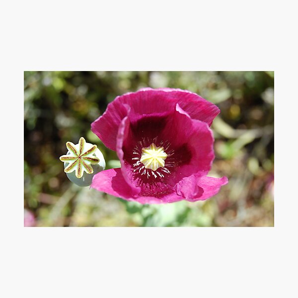 Item preview, Pink Poppy!  designed and sold by Amanda Gutteridge.