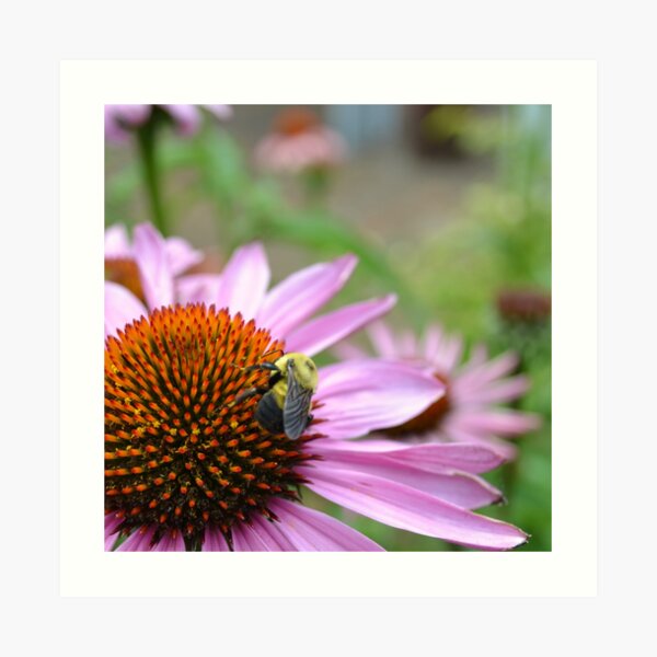 Summer Echinacea Art Print