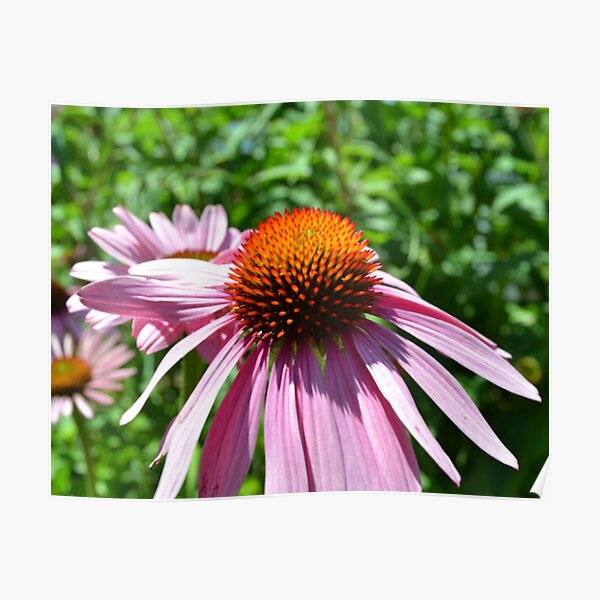 Summer Flowers Poster