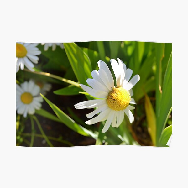 Spring Daisies Poster