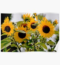 SUNFLOWERS Poster