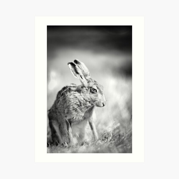 Moon Hare Art Print