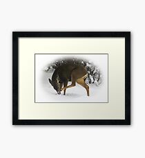 Deer With An Itch Framed Print
