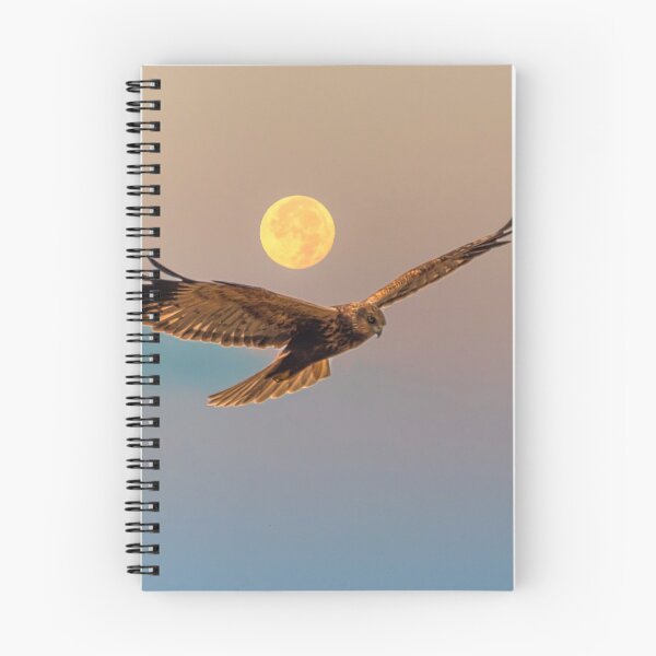 Item preview, Marsh Harrier with Full Moon at Sunrise designed and sold by Jon Shore.
