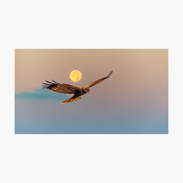 Marsh Harrier with Full Moon at Sunrise Photographic Print