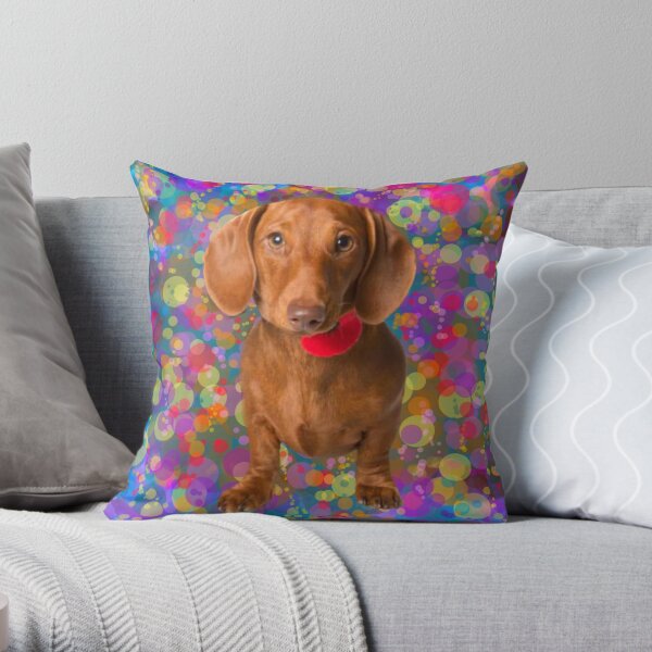 The Kim Kar-Dachshund BUNDLE - SIZZZLE Dog Accessories – Sizzzle