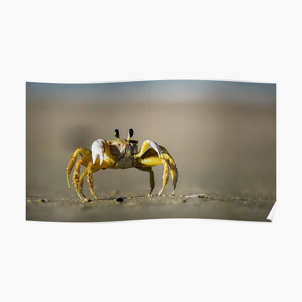 Mr. Crabs Poster