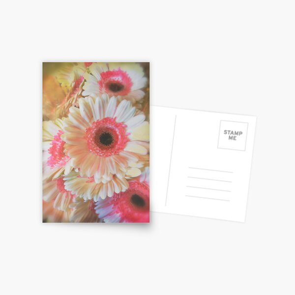 Daisies by the dozen Postcard