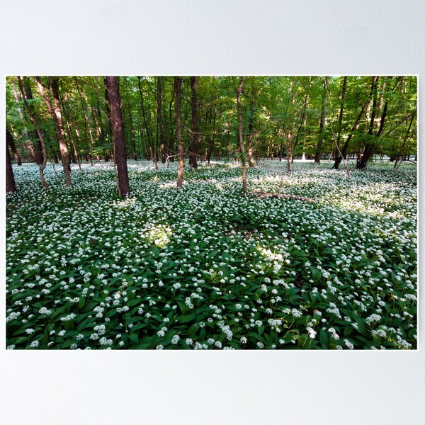 Item preview, Ramsons Forest designed and sold by joggi2002.