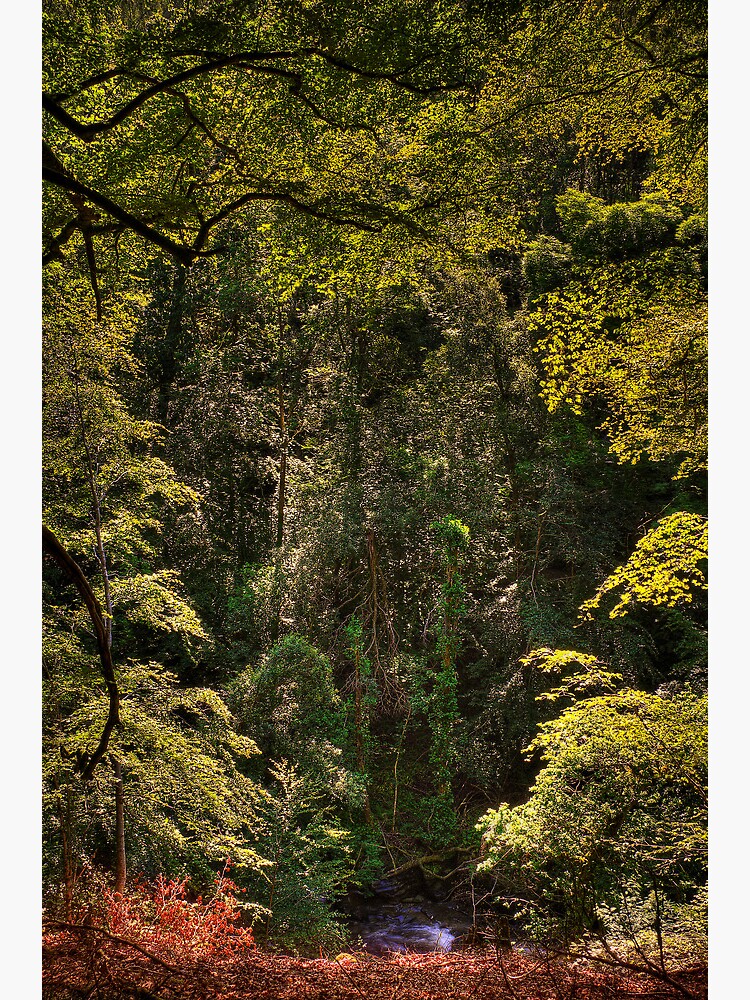 Birks of Aberfeldy (1) by Shuggie