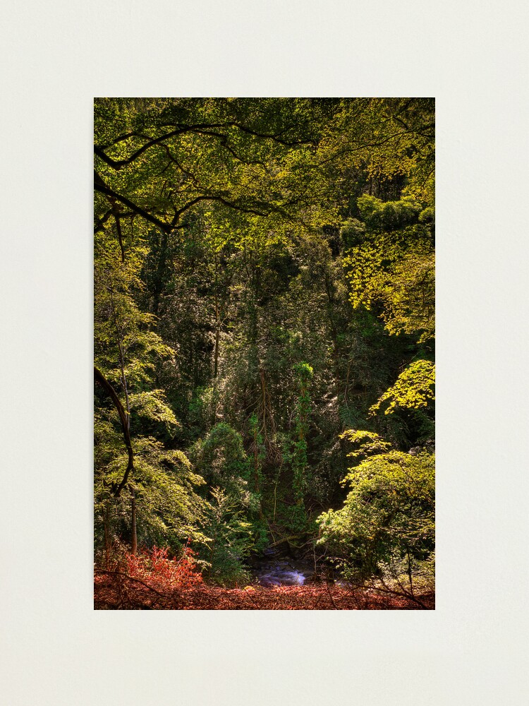 Alternate view of Birks of Aberfeldy (1) Photographic Print