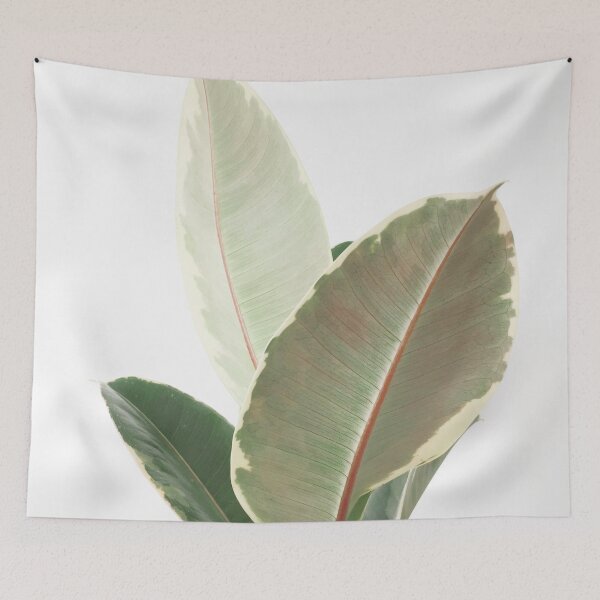 Item preview, Ficus Tineke designed and sold by Cassia Beck.