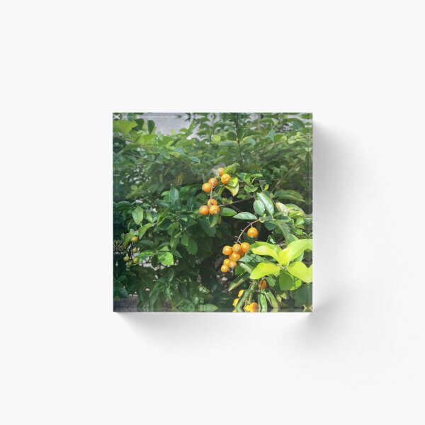 Yellow Berries Acrylic Block