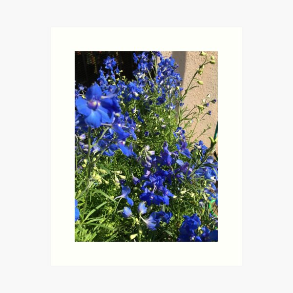 Purple Petunias Art Print