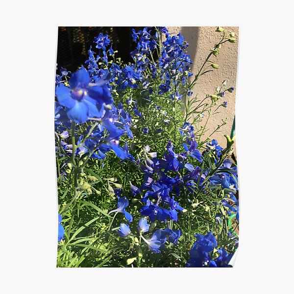 Purple Petunias Poster