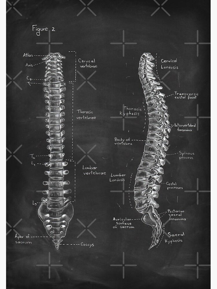 Poster Anatomie De La Colonne Vert Brale Sur Tableau Noir Et Blanc