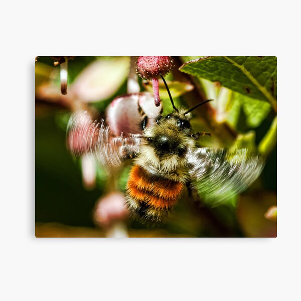 Item preview, The World of Bees designed and sold by David Friederich.