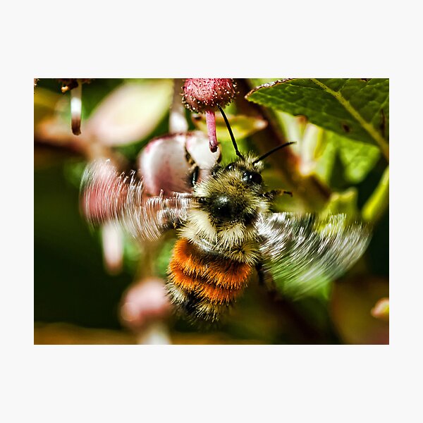 Item preview, The World of Bees designed and sold by David Friederich.
