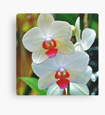 Orchids Canvas Print