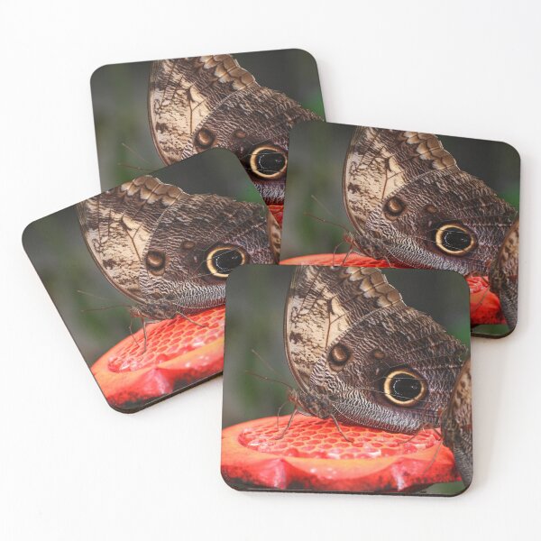 Item preview, Owl butterflies on feeder designed and sold by GreyFeatherPhot.