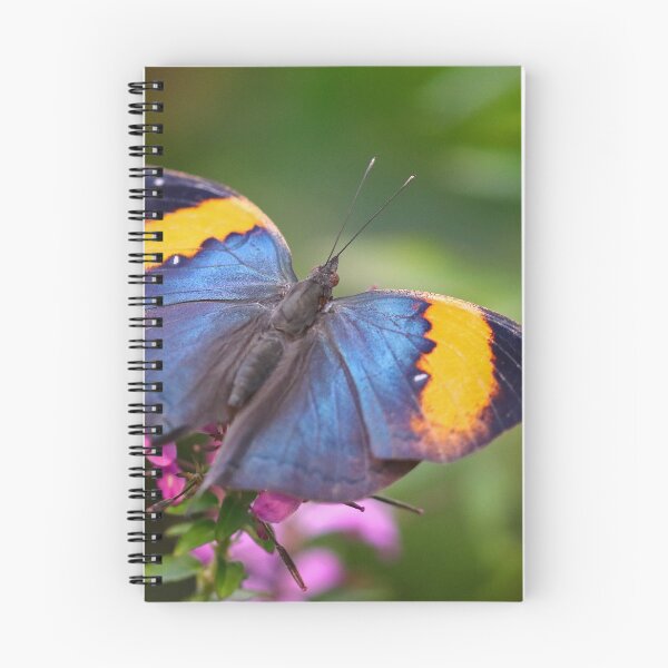 Item preview, Indian leaf butterfly designed and sold by GreyFeatherPhot.