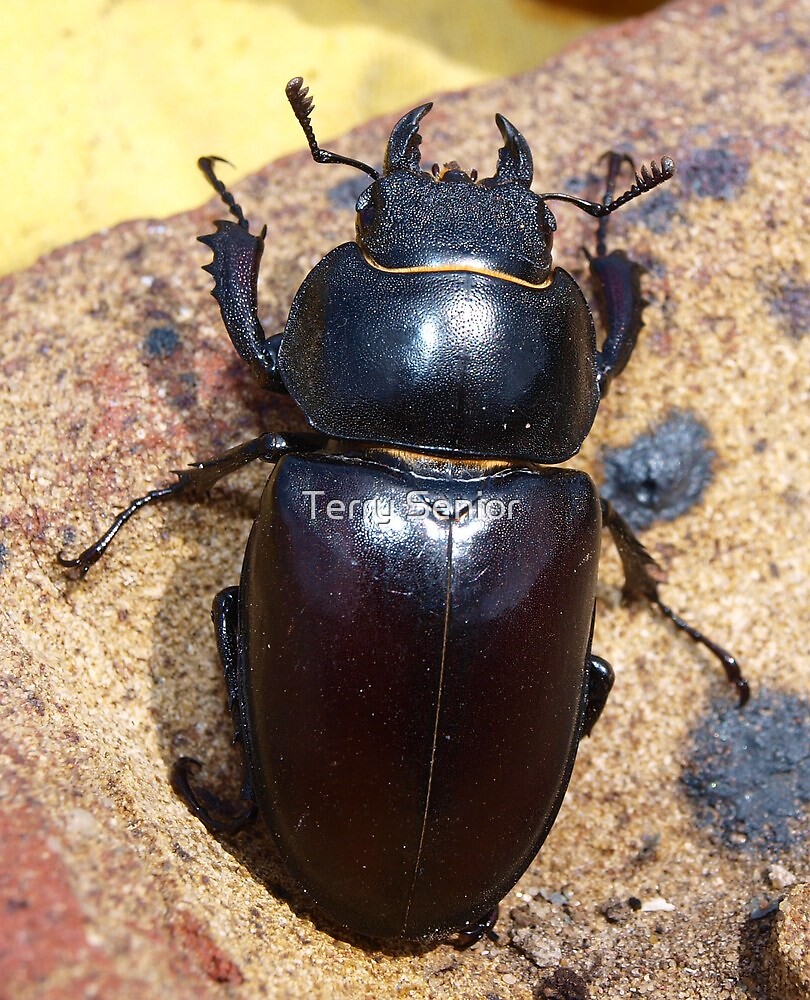 "Female Rhino Beetle" by Terry Senior | Redbubble